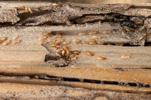 Best Residential Pest Control  in South Pekin, IL