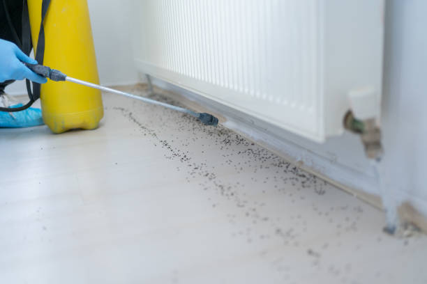Best Rat Extermination Near Me  in South Pekin, IL