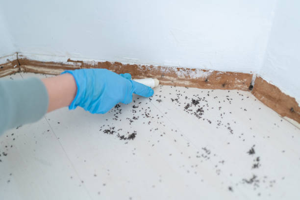 Trusted South Pekin, IL Pest Control Experts